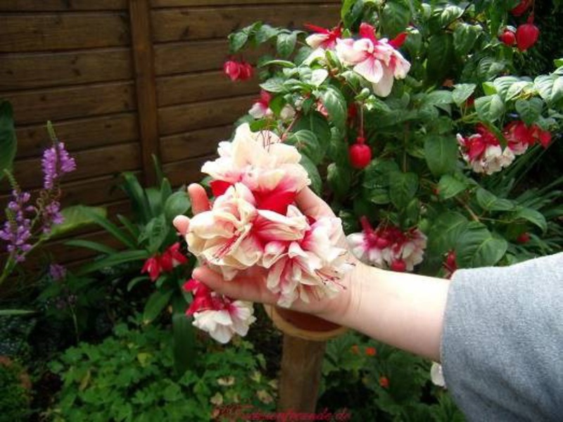 How to plant ampelous fuchsia