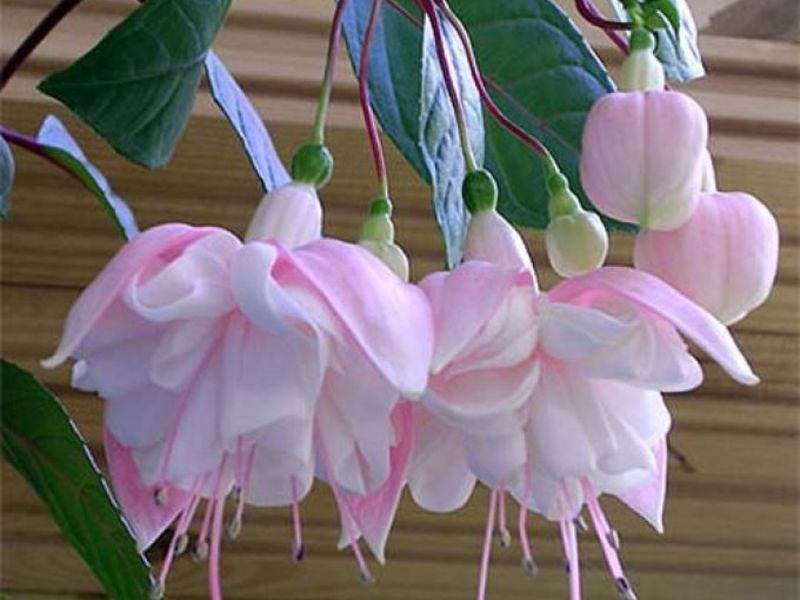 Fuchsia has been known since time immemorial