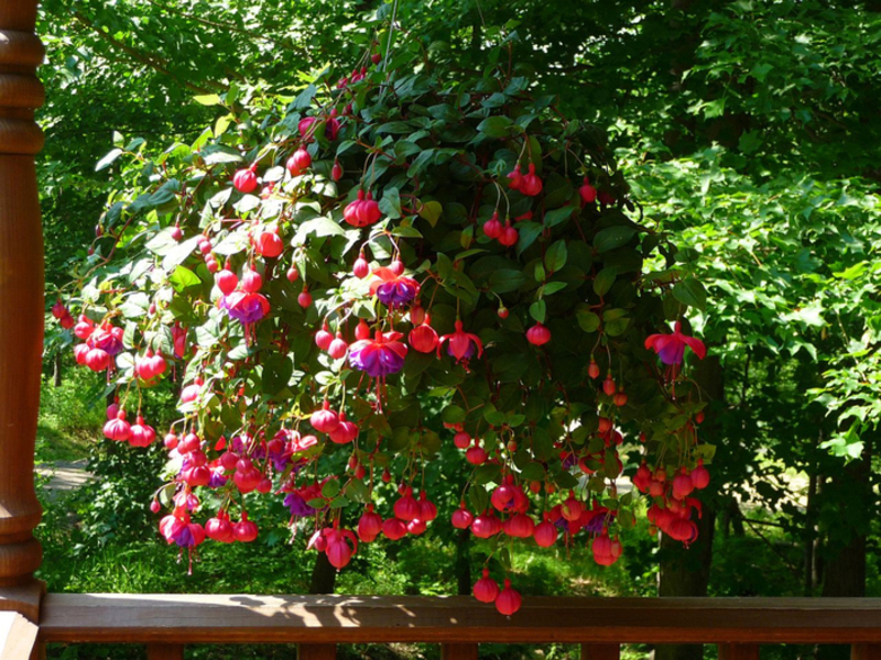 Types of ampelous fuchsia