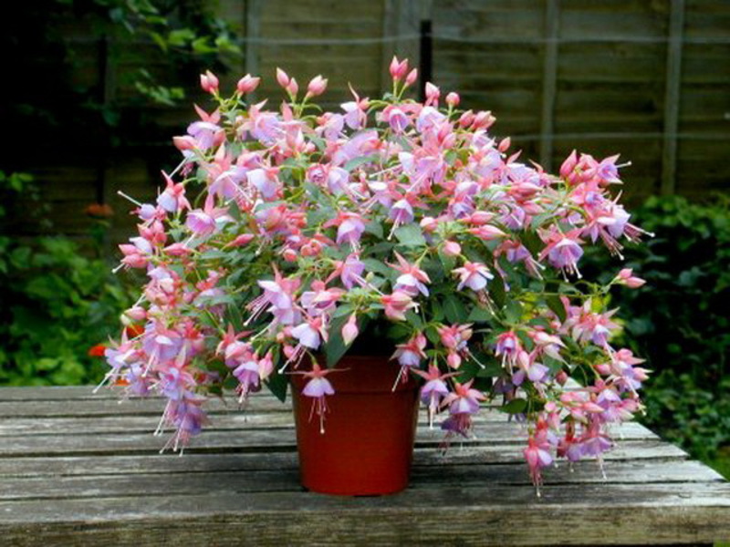 Fuchsia hybrid