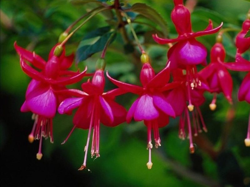 How to properly water fuchsia