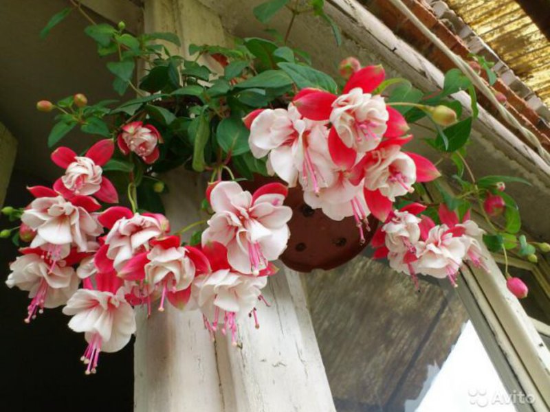 Fuchsia - beautiful flowers