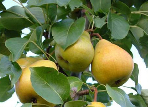 How to care for a pear tree