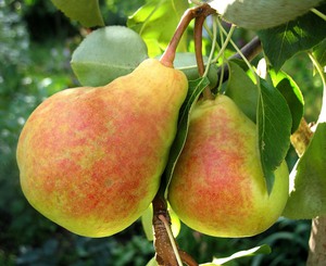 Varieties of sweet and juicy pears