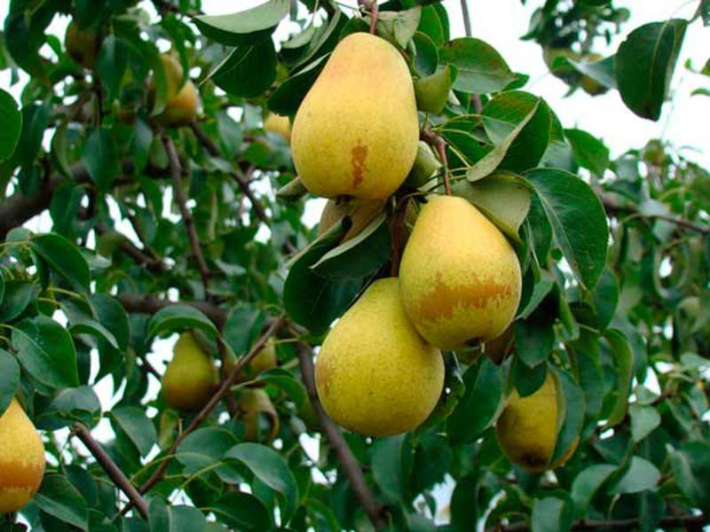 How to pick a good pear variety