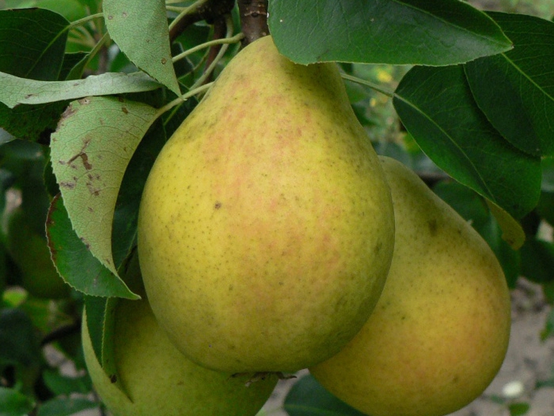 Description of pear variety