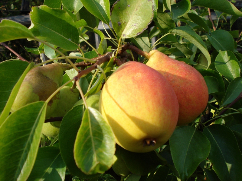 How to choose a pear variety