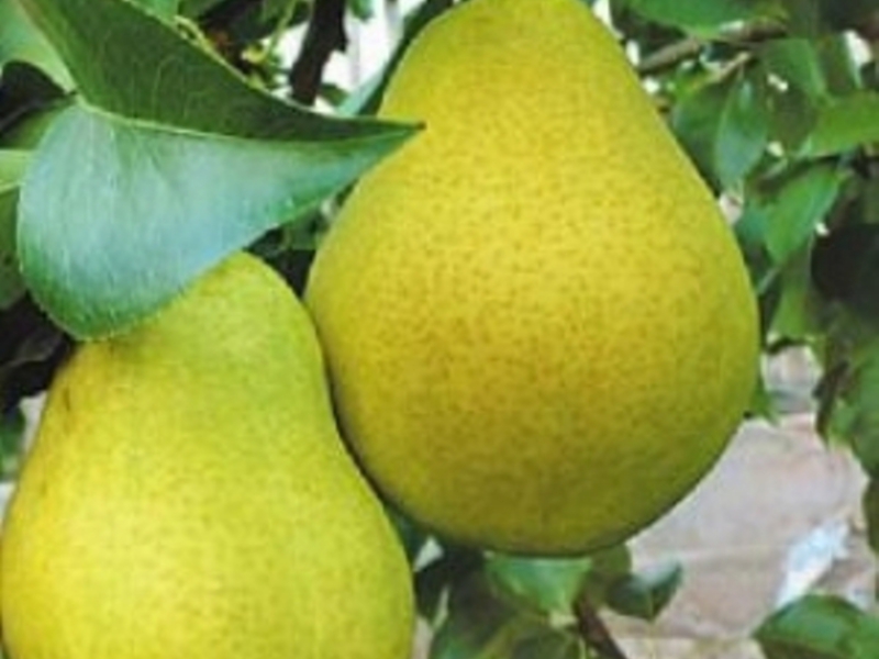 The process of planting pears in spring