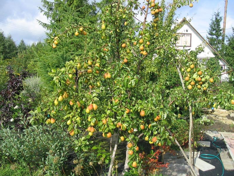 Growing pears of the Lada variety