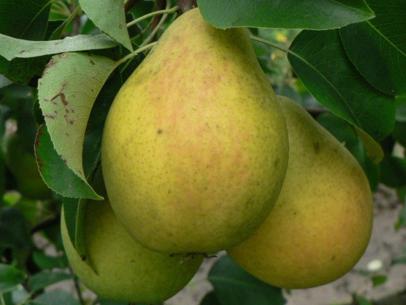 Varieties of sweet and juicy pears