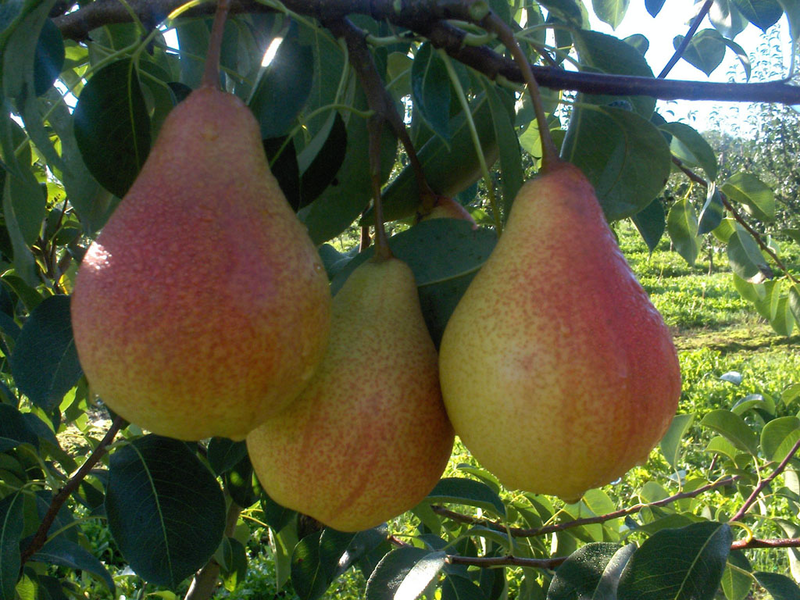 Pear variety Lada