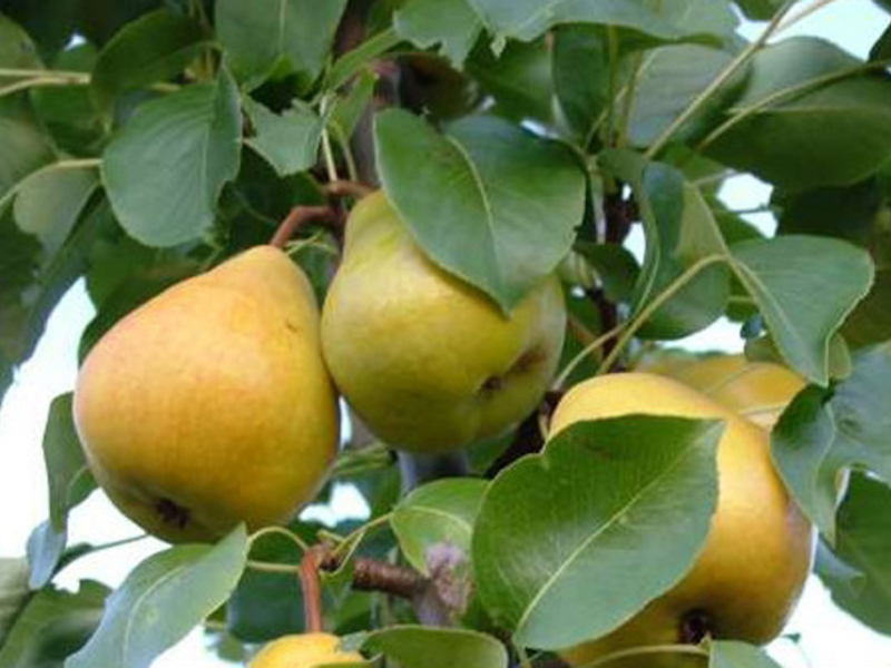 How to plant a Lada pear