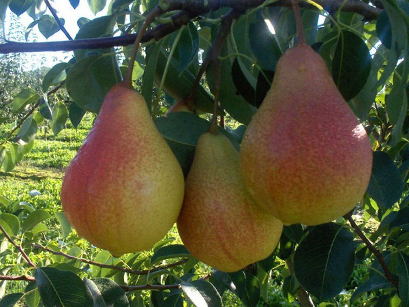 How to care for a Lada pear