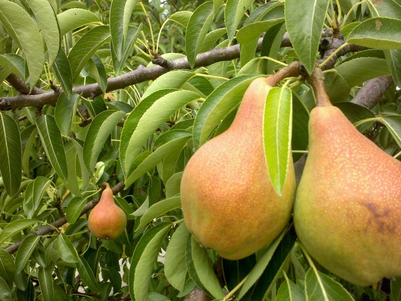 A special kind of pear Lada