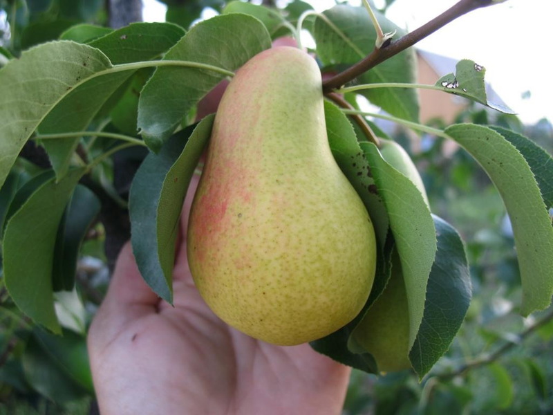 How to plant and grow a pear correctly