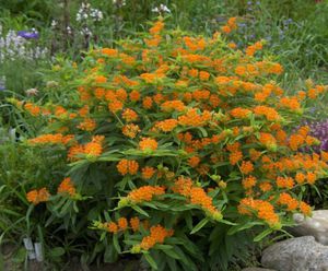 Blooming time of summer flowers