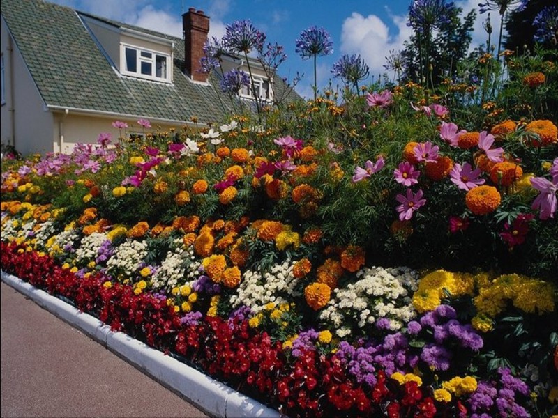 Garden decoration with annual flowers