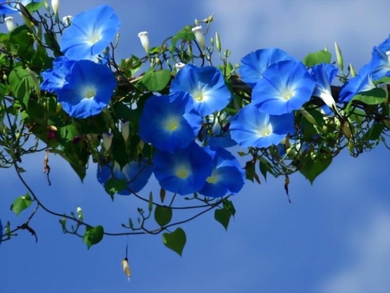 Low-growing annual flowers