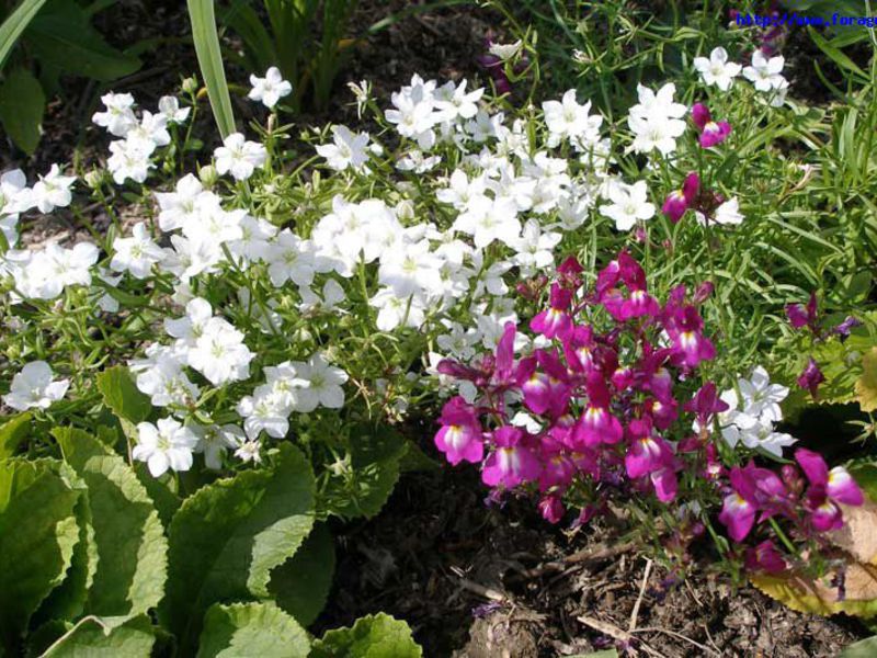 Flowers blooming all summer annuals