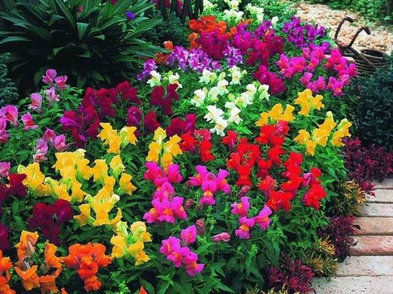 Garden flowers - annuals