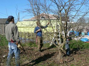 Benefits of Pruning Fruit Trees in Spring