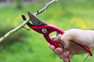 Description of ways to prune garden trees