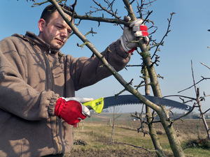 Principles of pruning garden trees in different ways