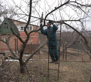 Features of pruning old garden trees in spring