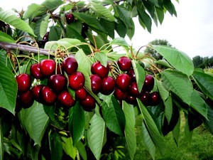 Cherry tree in the garden