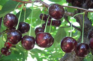 Choosing the best cherry variety