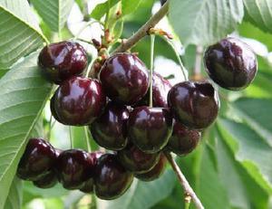 How to care for a cherry tree