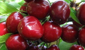 Cherry and caring for it