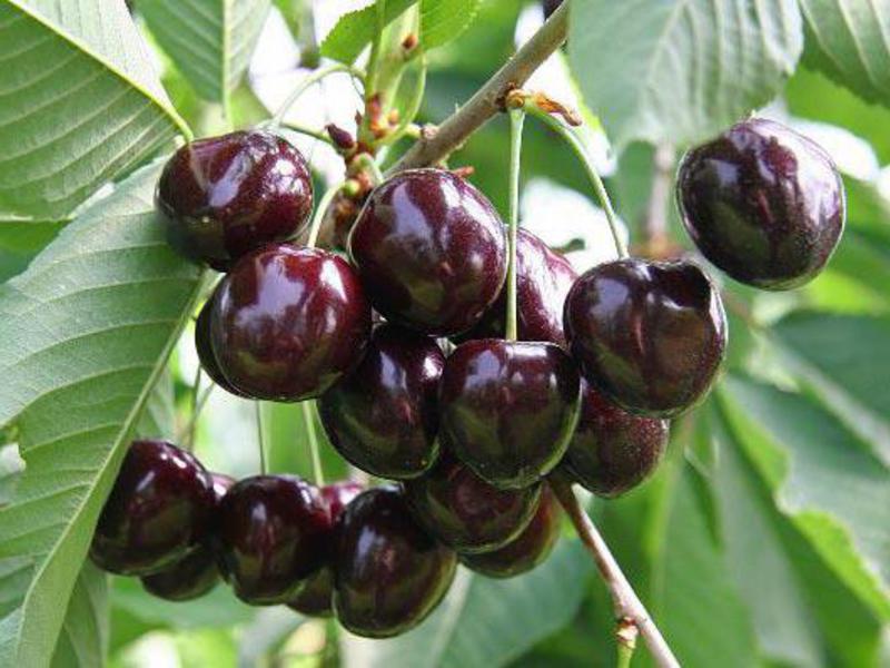 What varieties of cherries are self-pollinated