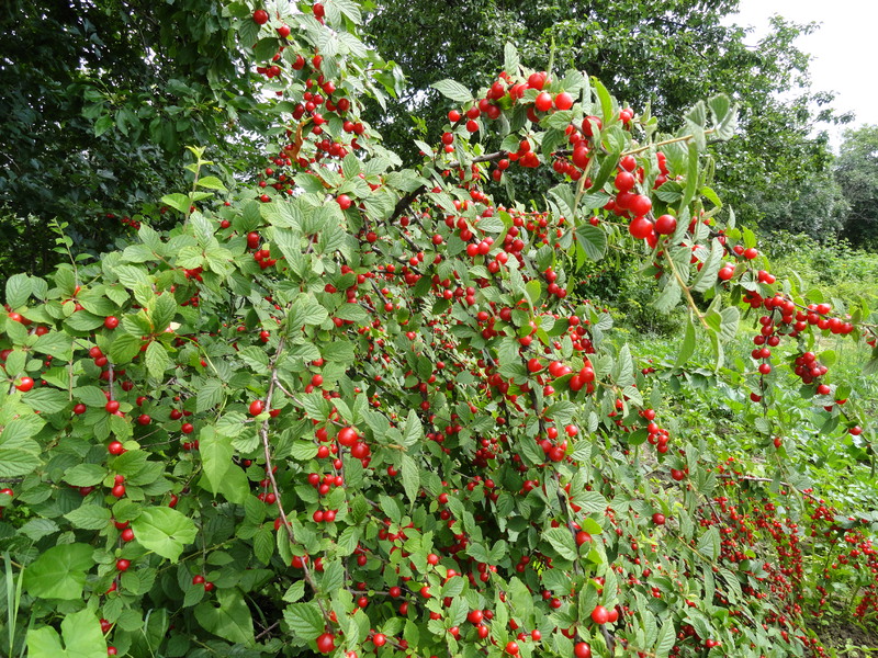 Fruiting of an intensive cherry variety