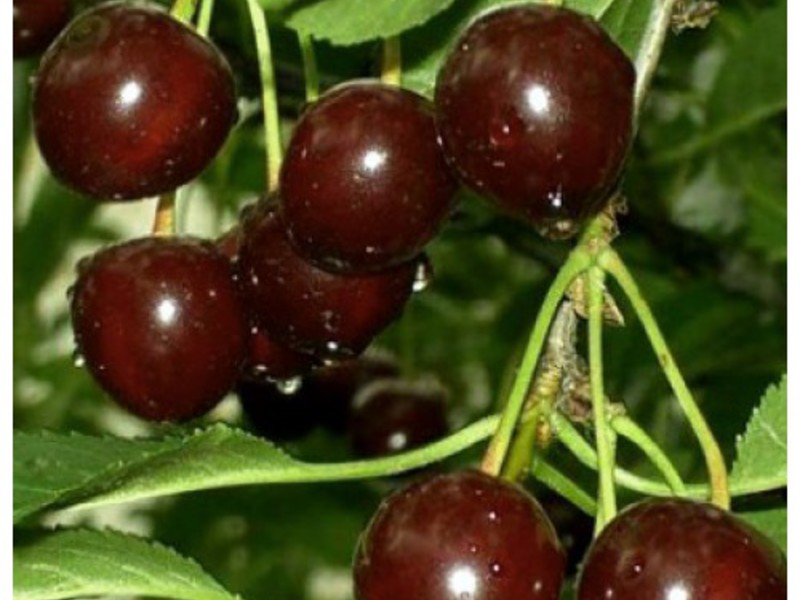 Diseases and pests of sweet cherry