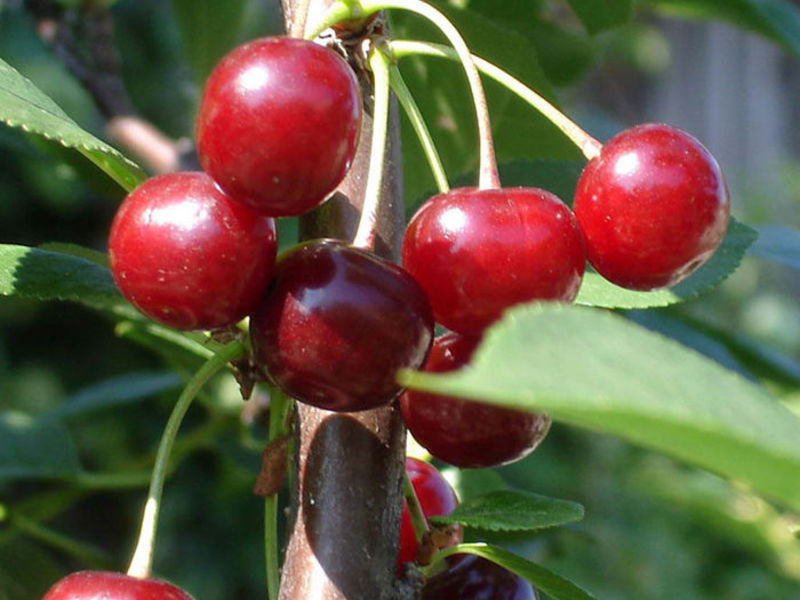 Description of the cherry variety