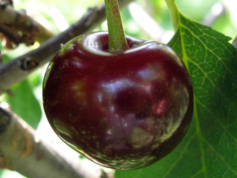 Intense cherry variety