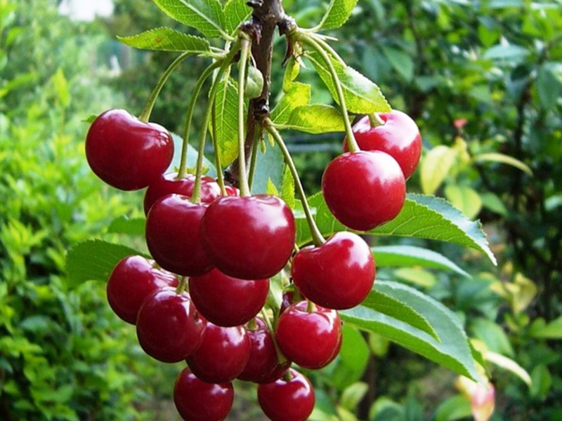 Sweet cherry fruit