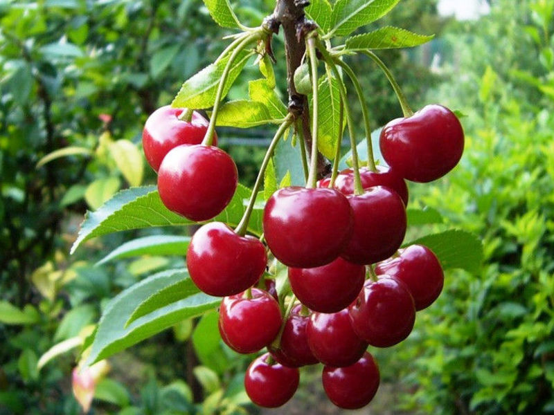 How to choose a cherry variety