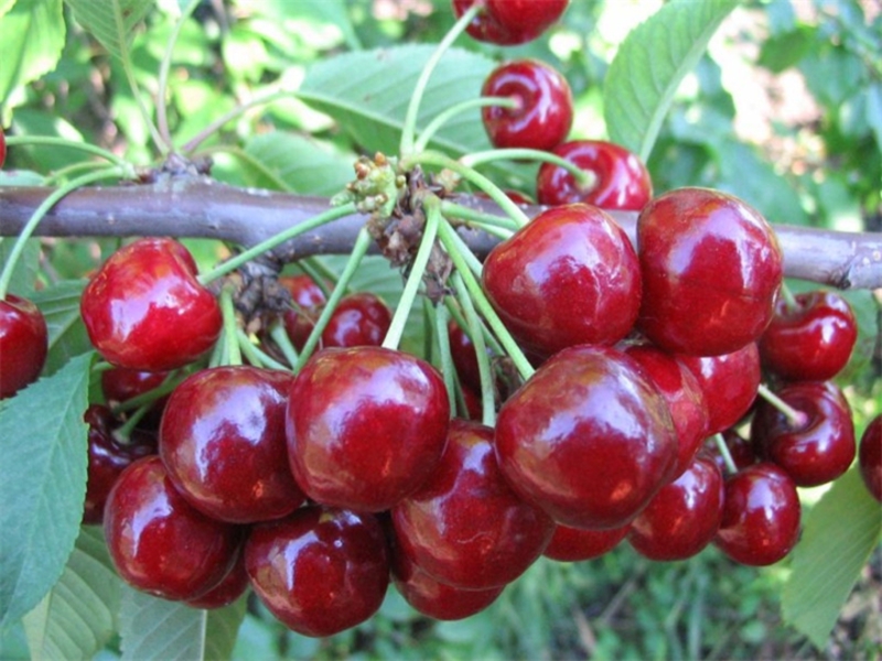 Cherry variety for planting