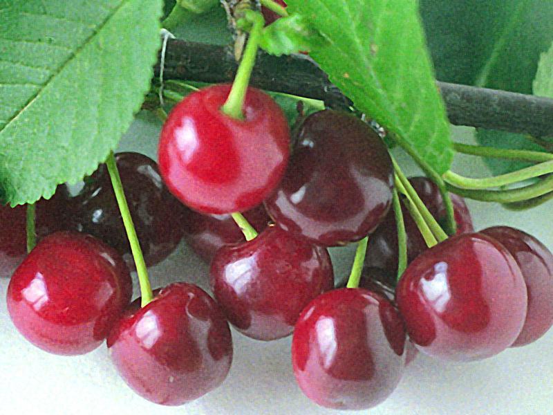 How to plant a cherry tree