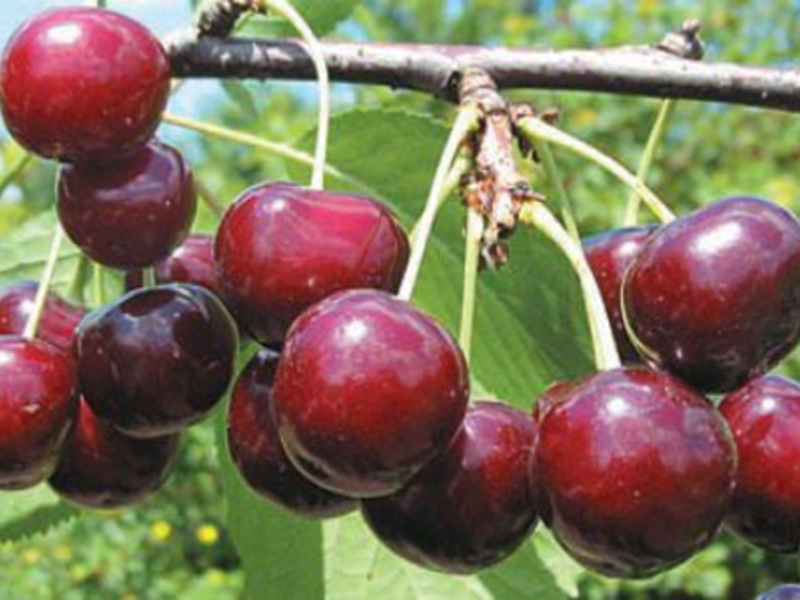 Cherry on a branch