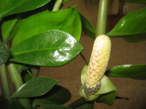 How to properly water a zamioculcas flower