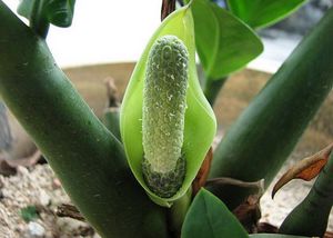 Zamioculcas flower