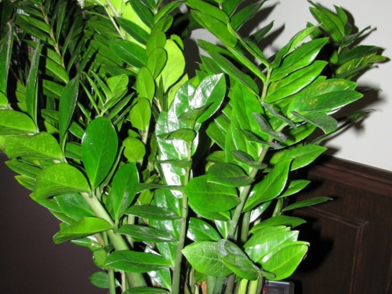 Zamioculcas plant