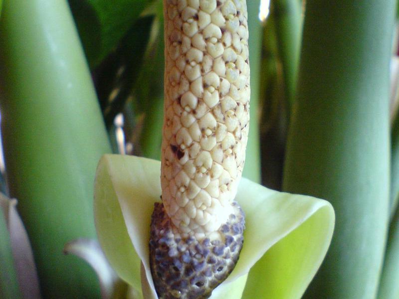 The appearance of the plant zamioculcas