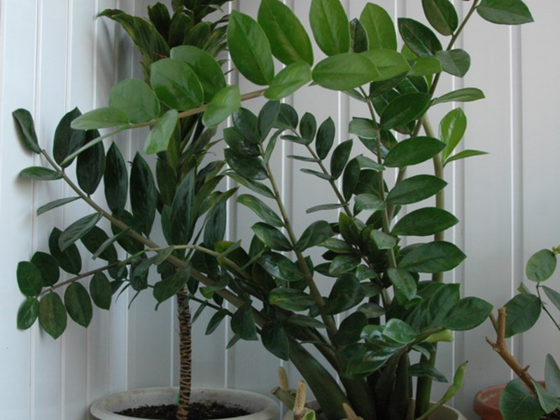 How to transplant zamioculcas