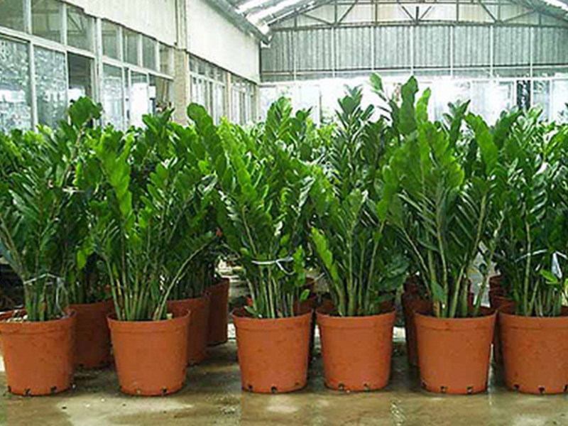 So zamioculcas blooms