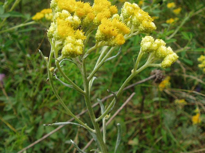 Immortelle in medicine