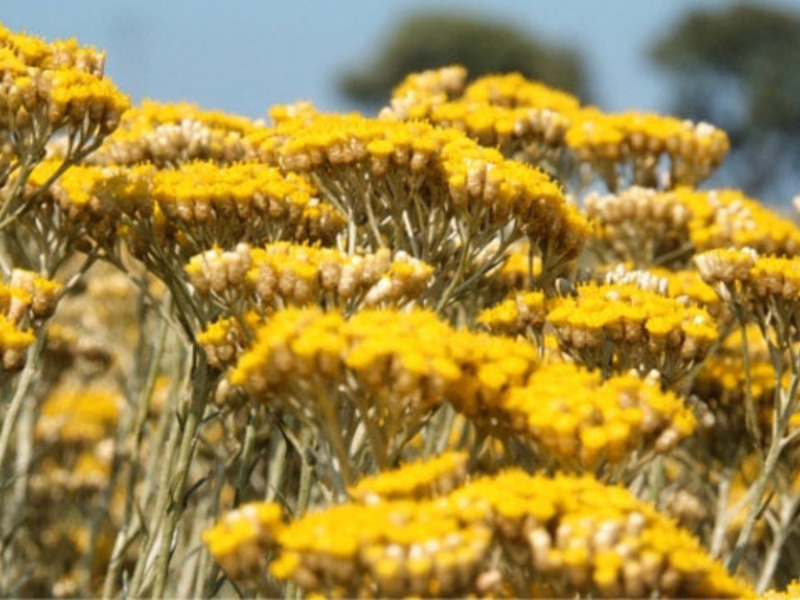 How to store an immortelle